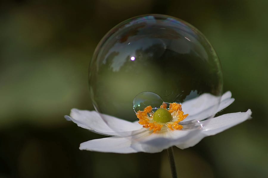 Macrofoto van een witte bloem met een zeepbel in zacht natuurlijk licht
