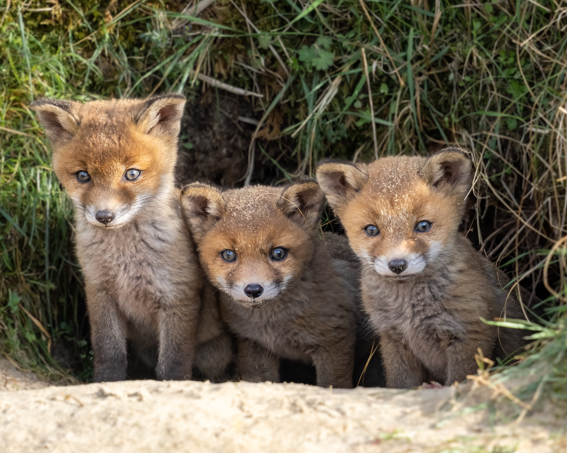 Dierenfotografie in de Amsterdamse Waterleidingduinen