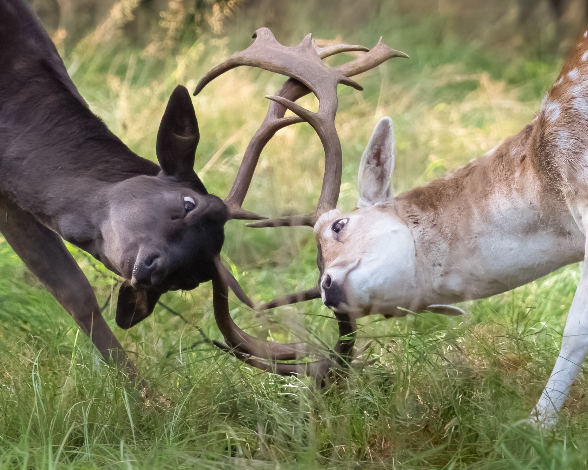 Dierenfotografie in de Amsterdamse Waterleidingduinen