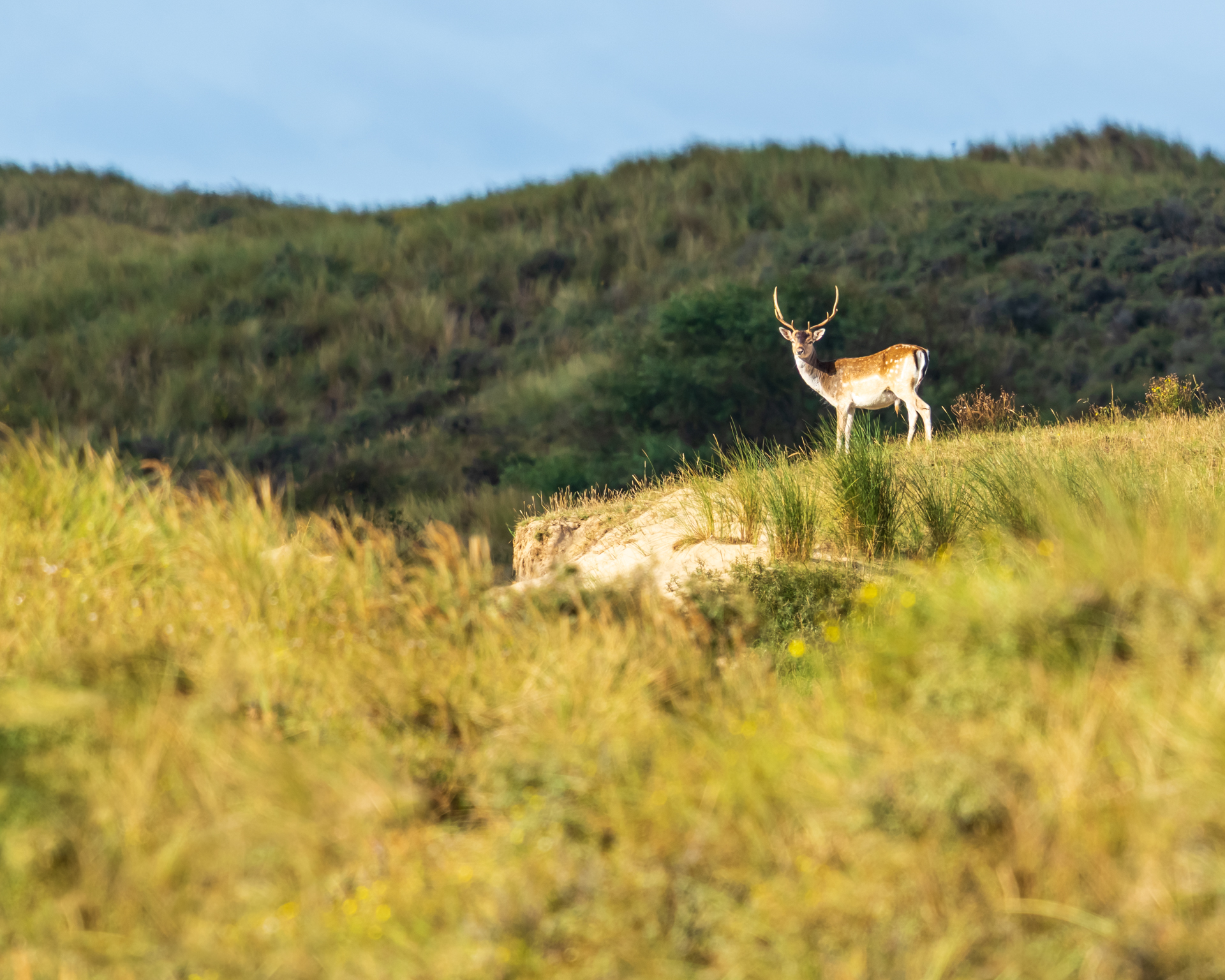 Dierenfotografie in de Amsterdamse Waterleidingduinen
