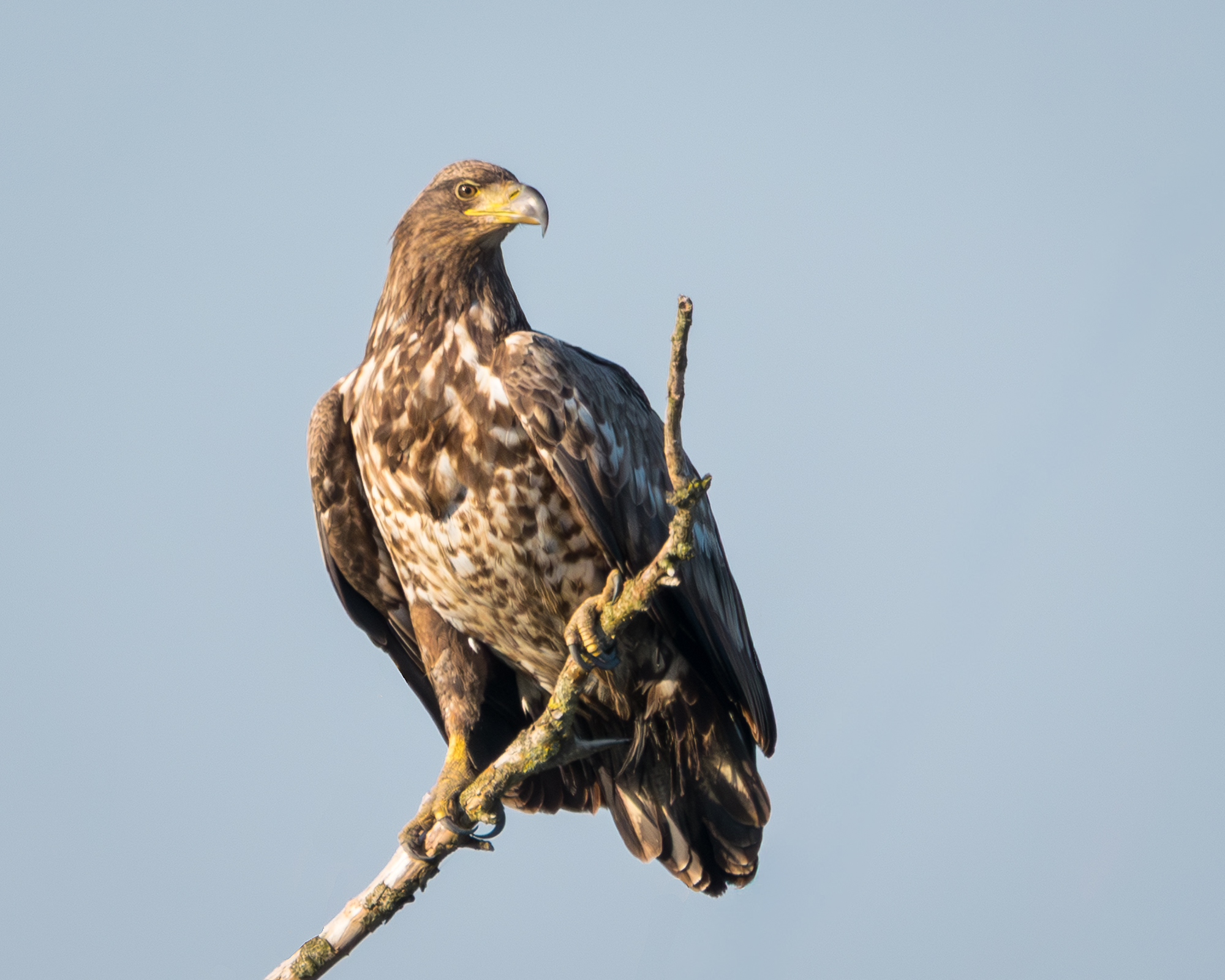 Konikpaarden in de Oostvaardersplassen