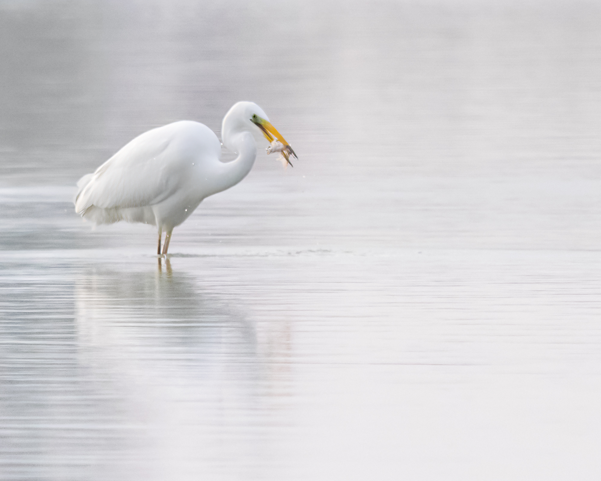 Wildlife in de OVP