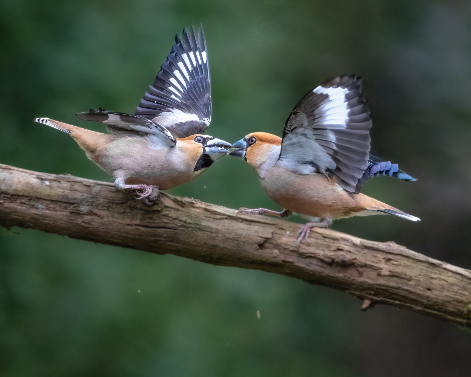 Wildlife vanuit schuilhut