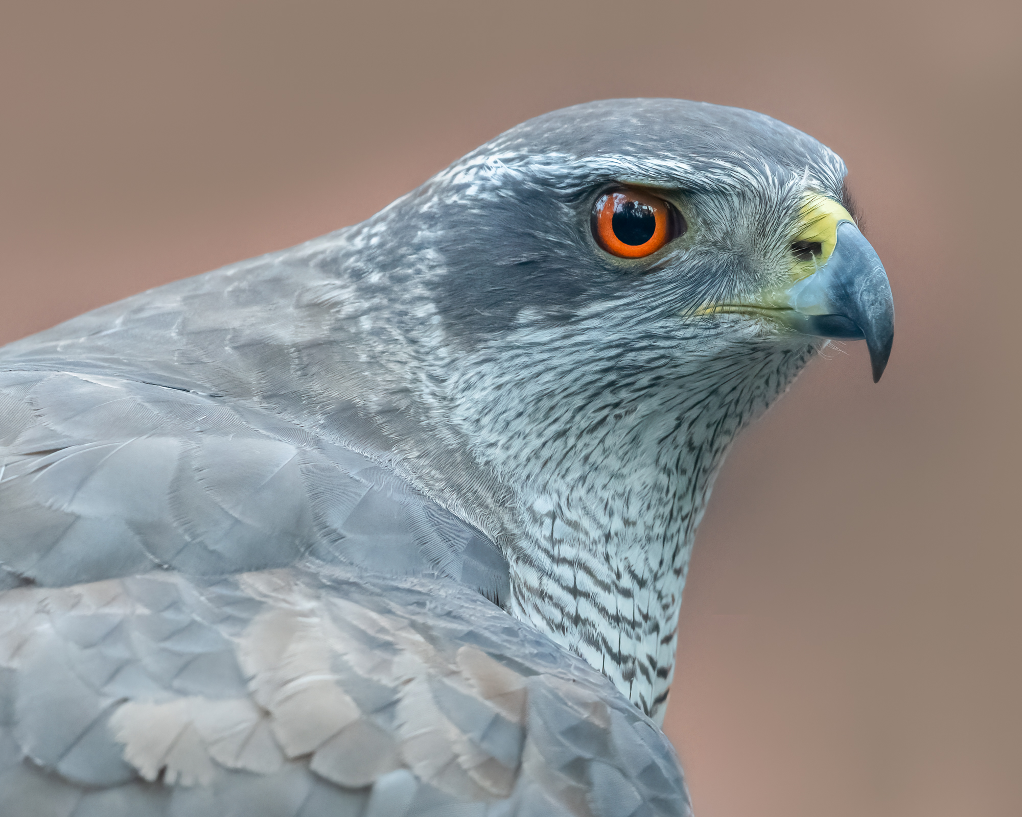 Dieren vanuit schuilhut